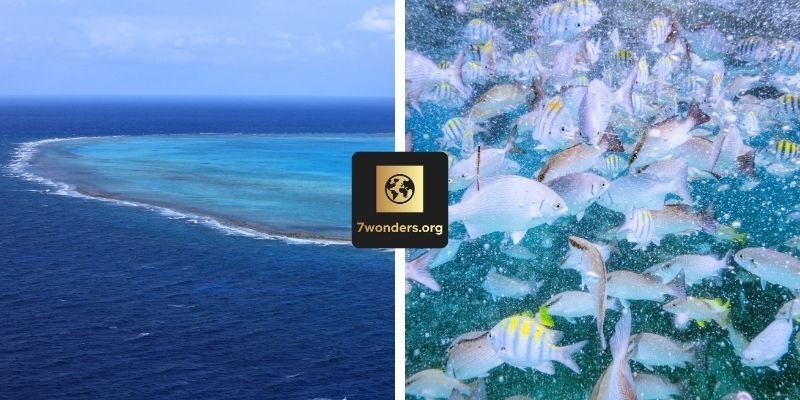 Top view of Belize Barrier reef and view of fish swimming on the reef