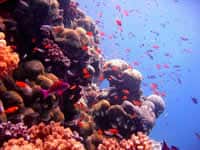 The Great Barrier Reef Underwater