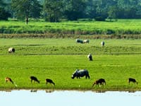 Kaziranga National Park - 7 Wonders