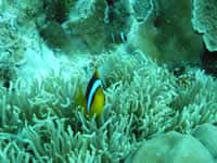 Palau Reef underwater