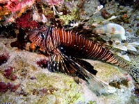The Lionfish a Symbol of the Northern Red Sea